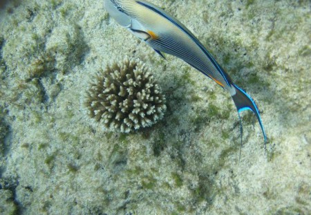 Podmořský svět ....   ( Přidáno uživatelem Dagmar Klimparová do "Nejkrasnejsi potapeni s Pavlou v Egypte (Hurghada)"